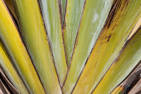 Close-up Traveller's palm (Ravenala madagascariensis), background, texture, Andalusia, Spain