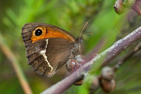 Bathsheba maniola, Pyronia bathsheba, Spanish oxeye, Spanish gatekeeper, butterfly, extremadura,