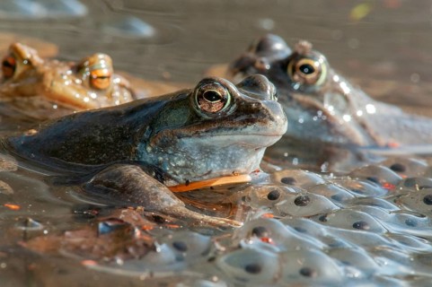 Common frog, common frog, rana temporaria, amphibians, amphibians, frog, frogs, spring, spawning