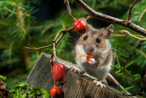 Apodemus flavicollis, yellow-necked mouse, rodents, rodentia, yellow-necked mouse, mammals, mouse,