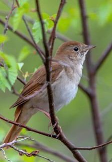 Luscinia megarhynchos, nightingale, birds, high size, portrait format, passeri, songbirds,