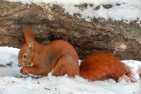 In the shelter of a fallen tree trunk, the squirrel (Sciurus vulgaris) eats a hazelnut, winter,