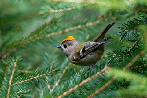 Goldcrest, golden chicken, Regulus regulus, winter golden chicken, birds, passeri, songbirds, birds