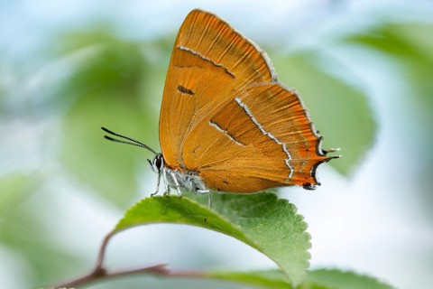 Birch tip, kidney spot, thecla betulae, brown hairstreak, butterfly, female, insects, butterfly,