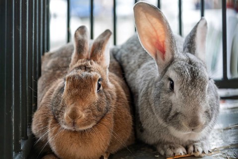 Domestic rabbit (Oryctolagus cuniculus forma domestica), Sineu livestock market, Majorca, Balearic