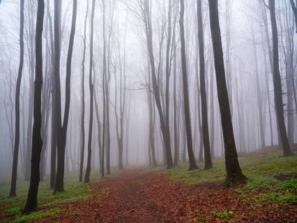 Bare trees in fog, Maramures, Romania