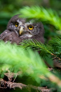 Glaucidium passerinum, pygmy owl, passerine owl, birds, owls, adolescent, high size, portrait,