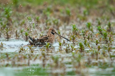 Common snipe, gallinago gallinago, snipe, bath, birds, charadriiformes, limikolen, snipe birds,