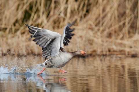 Greylag goose (Anser anser), taking off, North Rhine-Westphalia, Germany
