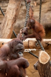 Urangutan (Pongo pygmaeus) with her young, captive, Germany