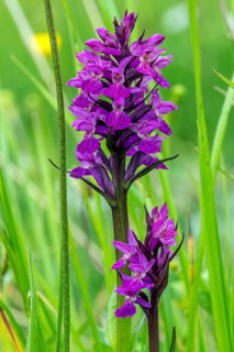 Western marsh orchid (Dactylorhiza majalis), in flower, Fellhorn, Oberstdorf, Oberallgäu, Allgäu,