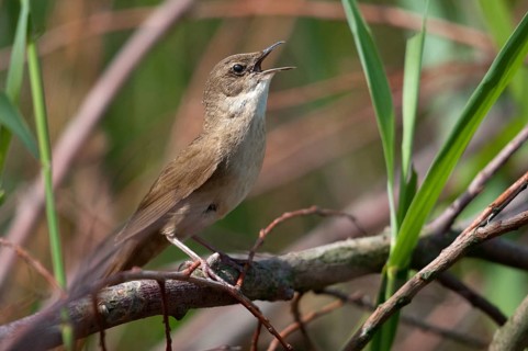 Locustella luscinioides, cane swirl, Savi's warbler, birds, song, passeri, singing, songbirds,