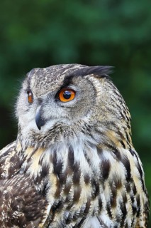 Eurasian eagle-owl (Bubo bubo), animal portrait, Rhineland-Palatinate, Germany