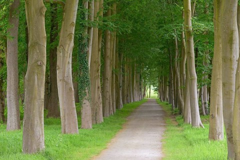 Tree-lined avenue, deciduous trees, European beech (Fagus sylvatica), Lütetsburg Castle Park, East