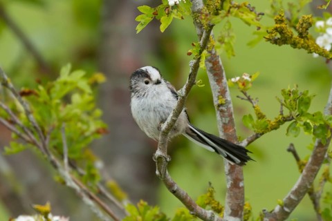 Long tailed tit (Aegithalos caudatus) adult bird on a tree branch in a hedgerow, England, United