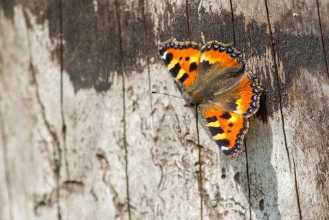 Aglais urticae, little fox, nymphalis urticae, small tortoiseshell, butterfly, insects, butterfly,