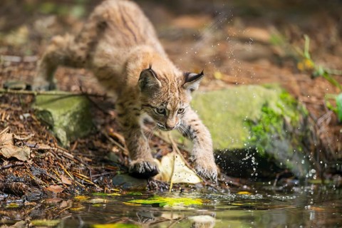 Eurasian lynx (Lynx lynx) youngsters (cub) at a little lake in a forest, Bavaria, Germany