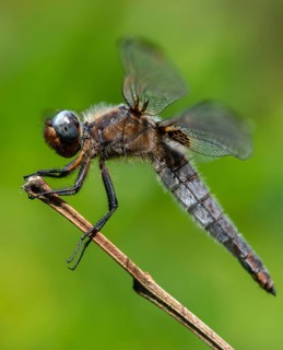 Libellula fulva, scarce chaser, spike spot, anisoptera, damselflies, dragonflies, insects,