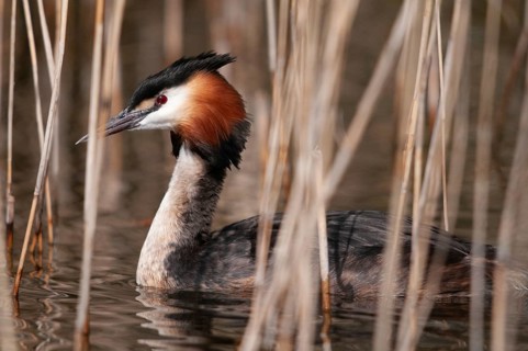 Great crested grebes, podiceps cristatus, birds, grebes, podicipedidae, divers, birds, waterbirds,