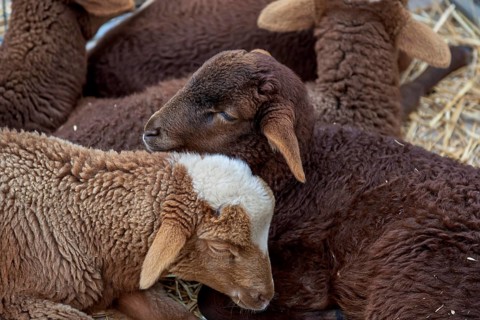 Lambs of the Red Mallorcan sheep breed (Catalan: Ovella Roja Mallorquina), an endangered native