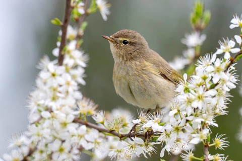 Chiffchaff (Phylloscopus collybita), Littlewood Ranch, Limbach, Burgenland, Austria