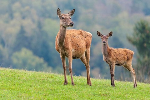 A female red deer (Cervus elaphus) and her calf are standing in a meadow in hilly terrain. A forest