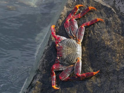 Red rock crab (Grapsus adscensionis) with a colourful pattern on a rock by the water, Puerto de