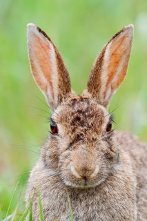 Wild rabbit (Oryctolagus cuniculus), portrait, North Rhine-Westphalia, Germany
