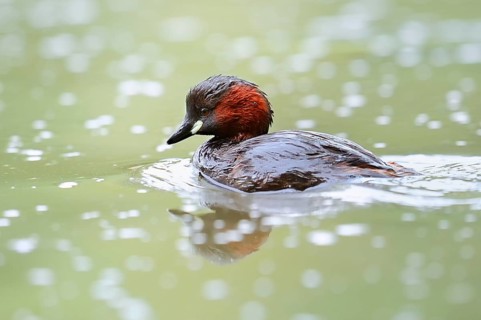 Little grebe (Tachybaptus ruficollis), swimming, North Rhine-Westphalia, Germany