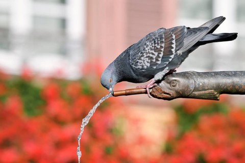 A rock pigeon (Columba livia f. domestica) drinks from a gargoyle, fountain, Ribeauville,