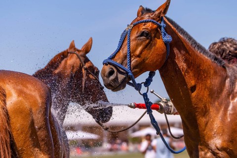 Horse being hosed down, polo horse, polo pony (Equus), polo tournament, 1295 Polo Masters,