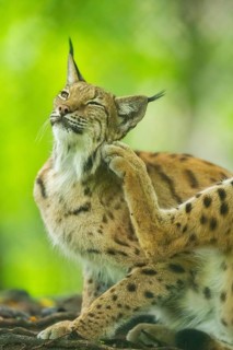 Eurasian lynx (Lynx lynx) sitting in a forest, Bavaria, Germany