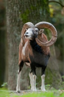 Artiodactyla, even-toed ungulate, mouflon, mouflon, mouflon, ovis gmelini musimon, cloven-hoofed,