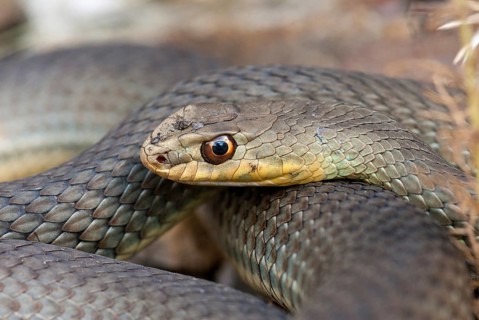Eastern Montpellier snake, Malpolon insignitus, Montpellier snake, Bulgaria, critters, reptilia,