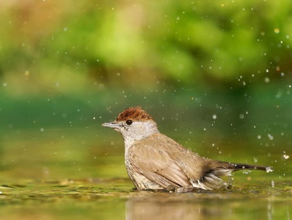 Blackcap (Sylvia atricapilla), female bathing in shallow water with water droplets, Solms, Hesse,