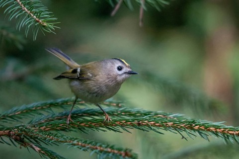 Goldcrest, golden chicken, Regulus regulus, winter golden chicken, birds, passeri, songbirds, birds