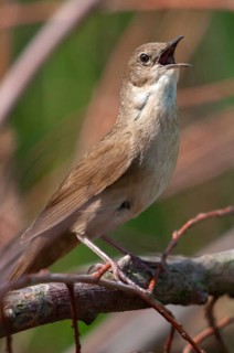 Locustella luscinioides, cane swirl, Savis Warbler, birds, song, high size, portrait format,