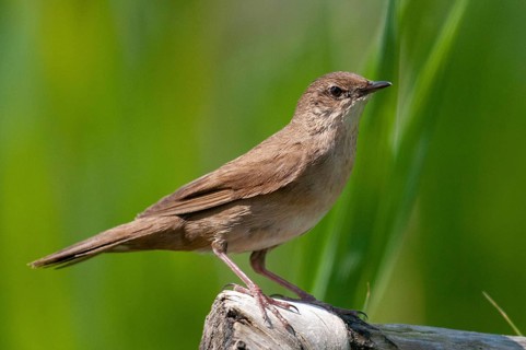 Locustella luscinioides, cane swirl, Savi's warbler, birds, passeri, songbirds, birds