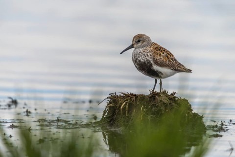 Alpine sandpipers, Calidris alpina, Dunlin, birds, breeding plumage, charadriiformes, limikolen,