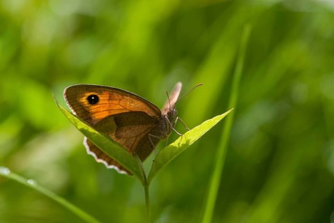 Big ox eye, maniola jurtina, meadow brown, butterfly, insects, butterfly, butterfly, butterfly