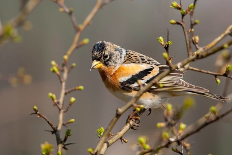 Mountain finch, brambling, fringilla montifringilla, birds, male, passeri, songbirds, birds