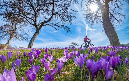 Happy yound woman riding her electric mountain bike in a meadow with colorful blooming crocuses in