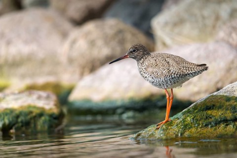 Redshank, redshank, tringa totanus, birds, charadriiformes, limikolen, snipe birds, scolopacidae,