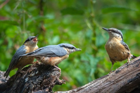 Nuthatch, Sitta Europaea, adult, birds, adult, feeding, sexually mature, adolescent, juvenile,