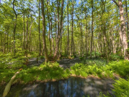 Urwald Darß Baltic Sea Germany