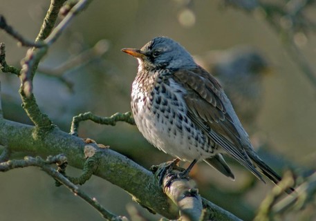 Fieldfares, Turdus pilaris, juniper thrush, birds, thrush, passeri, songbirds, thrush, birds