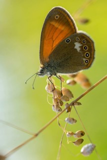 Coenonympha arcania, pearly heath, peargrass moth, white-coined meadowbird, butterfly, high size,