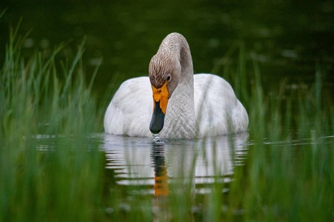Cygnus Cygnus, Sweden, Singing Swan, Whooper Swan, Anatidae, Birds, Duckbirds, Swan, Swans, Sweden,