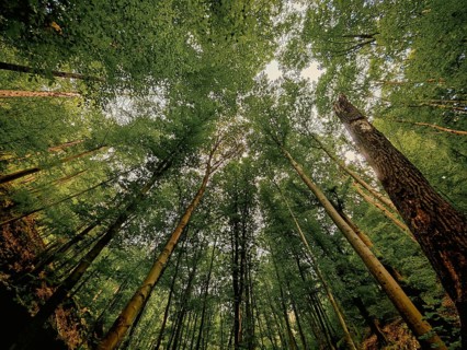 View from below, dense canopy of a forest with a view of the sky, calm, melancholy atmosphere,