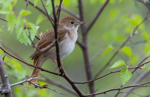 Luscinia megarhynchos, nightingale, birds, passeri, songbirds, songbirds, birds